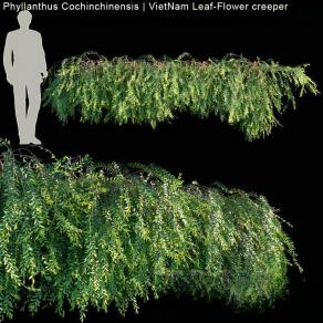 越南叶-花匍匐植